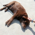 大和 - 名前はドリー　凄くおとなしくて可愛いです