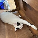 フォルノ ア レーニャ パネッツァ - 