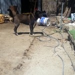 メーメーベーカリー - 看板犬３