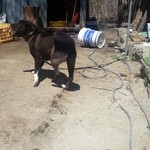 メーメーベーカリー - 看板犬４