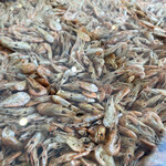 プレゼンテ スギ - 