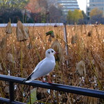 KURAUZO - クジャクや鳩や、ましてやコンドルにはなれないぼく。みんなよろしくね !