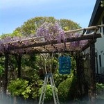 Okamezushi - 藤の花が見事です
