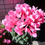 一寛 - 店頭で咲くシクラメン