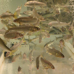 鮎知 - 水槽で元気に泳ぐ稚鮎