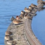 ブラッセリー ラ・シャンス - 丸い鴨がいっぱい。可愛い。