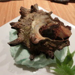 さい賀 - 久六のサザエ（荒波に揉まれてツノが立派になりました(^^)）こんなデカイのは、滅多にでないそう(^^♪