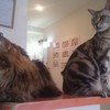 ねこカフェなる