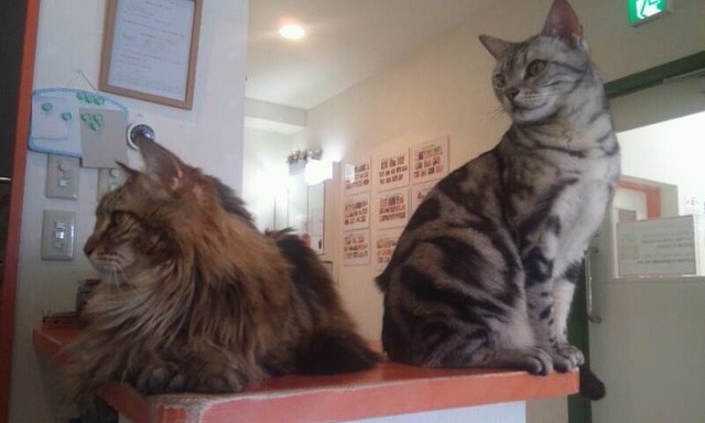 ねこカフェなる 市役所前 その他 食べログ ねこカフェなる 市役所前 その他 食べログ