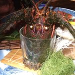 活魚割烹 赤坂 - 