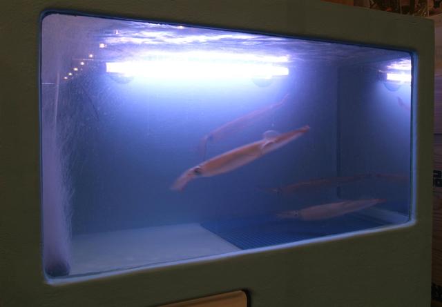 Tsukiji Tamazushi Tsukiji Honten photo 5