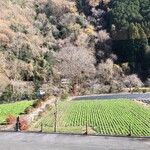 竈炊き立てごはん 土井 - 季節の野菜を育てる畑