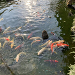 鉄板・懐石 くら馬 - 鯉がわしゃわしゃやってきます！