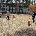 ドッグデプトガーデン - ドッグラン　珍しくゴールデンがウヨウヨと５頭もいました