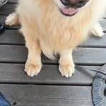 ドッグデプトガーデン - テーブルの下でヨダレを垂らして　パンを一口だけもらいました