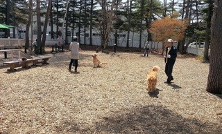 ドッグデプトガーデン - ドッグラン　珍しくゴールデンがウヨウヨと５頭もいました