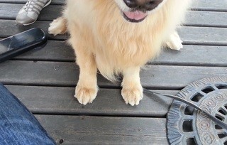 ドッグデプトガーデン - テーブルの下でヨダレを垂らして　パンを一口だけもらいました