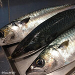 カーサ・デル・チーボ - 八戸産 真鯖