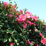 ラーメン二郎 - 近くで咲く椿