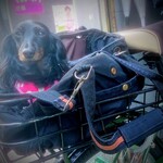 天政 - お店のおねーさんのチャリカゴも好きだったね