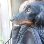 天政 - わんこのおやつやたまにゆでたお芋もいただいり