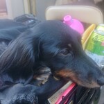 天政 - 天政さんのママのチャリのかごがお気に入り