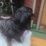 天政 - おいもくださーいだわん