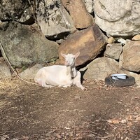 Hérisson d'un jour - 