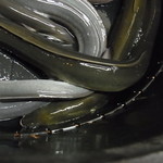 かぶと - うなぎ