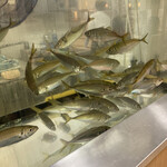 沼津魚がし鮨 二代目魚がし - 