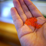 鮨天 - 味を付ける前の生のイクラを頂きましたが、滅茶苦茶美味しかったです！