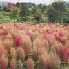 カフェテリアバジル - 【2022年10月】訪問時のコキア、割と赤いエリア、このほわほわ感がイイ感じ。