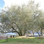 牛窓オリーブショップ - オリーブの木