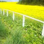 小岩井農場の菜の花畑　　　