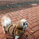 Sugi Yohoen Karuizawa Ten - 