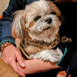 つるとんたん UDON NOODLE Brasserie - 