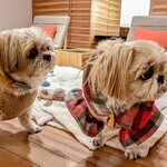 イタリア料理 ルッチコーレ - 