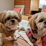 イタリア料理 ルッチコーレ - 