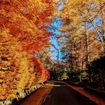 イタリア料理 ルッチコーレ - 