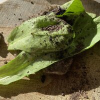 ヌキテパ - 土のスフレグラス