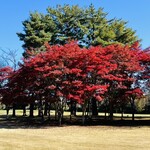 Tsukuba Kantorikurabu Resutoran - ◎ゴルフ場の紅葉も美しい！