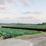 かしわ・鶏刺し専門店 大摩桜 - 