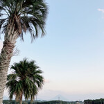 かしわ・鶏刺し専門店 大摩桜 - 