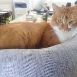 ねこのしいたけ屋さん - ボウ「しいたけかってってニャ」