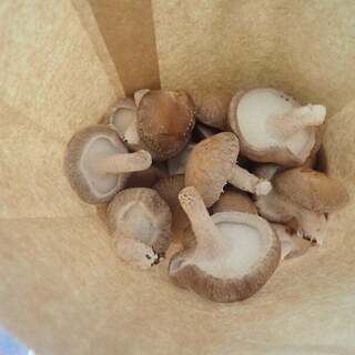 ねこのしいたけ屋さん_1