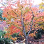 チクテベーカリー - 近くの公園の紅葉がきれいでしたｗ