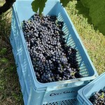 オチガビ - 【2022年10月】会員向け「ぶどう収穫体験」、収穫したぶどうをコンテナに入れていきます。