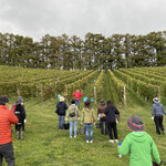 オチガビ - 【2022年10月】さあ、会員向け「ぶどう収穫体験」です。