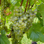 オチガビ - 【2022年10月】会員向け「ぶどう収穫体験」にて。この日は、此方のぶどうは対象では無かったです。