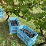 オチガビ - 【2022年10月】会員向け「ぶどう収穫体験」にて、こんな感じ。